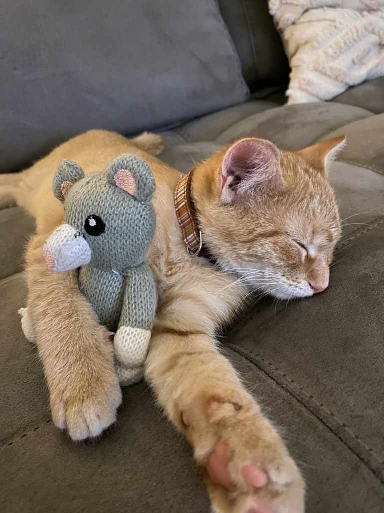 Maple the orange cat supervising crochet work